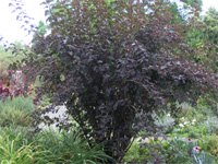 physocarpus o.jpg_s.jpg